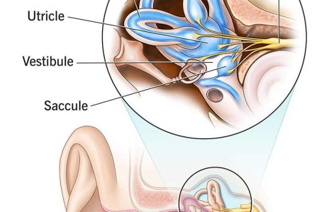 Vestibular System