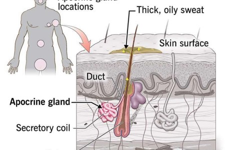 Apocrine Glands