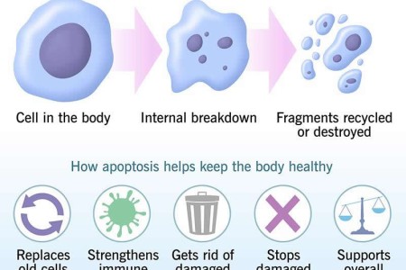 Apoptosis