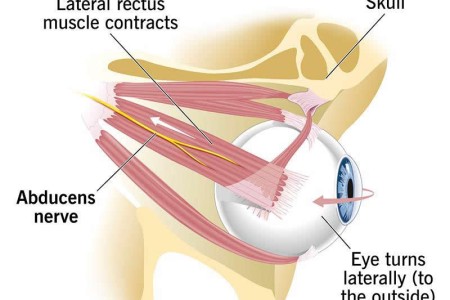 Abducens Nerve