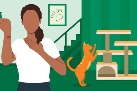 Should You Worry About a Cat Bite or Scratch?
