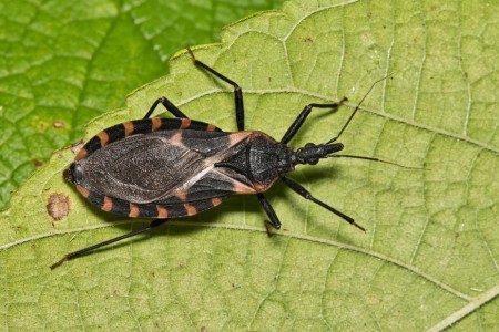 What Are Kissing Bugs? And What Happens if You Get Bit?