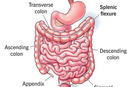 Splenic Flexure