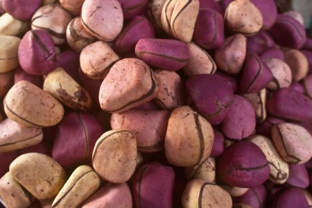 What Is a Kola Nut?