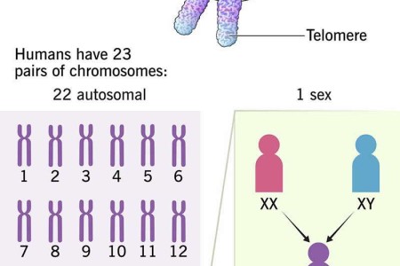 Chromosomes