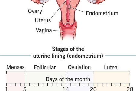 Endometrium