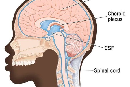 Cerebrospinal Fluid (CSF)