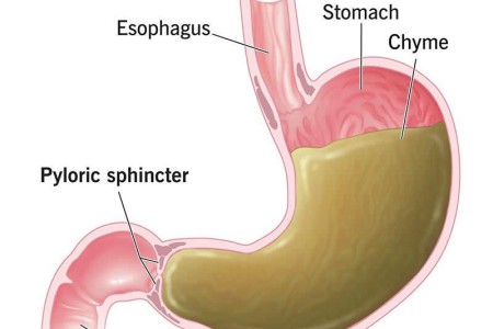 Pyloric Sphincter