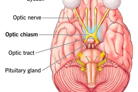Optic Chiasm