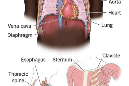 Chest (Thorax)