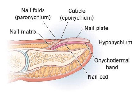 Nails (Fingernails, Toenails)