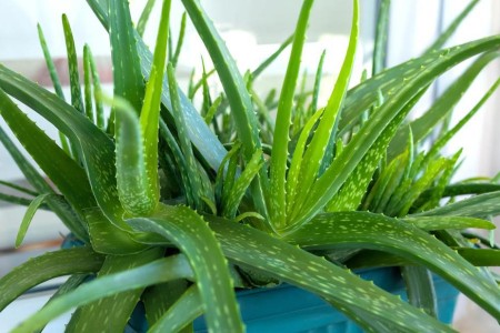Is Aloe Vera Good for Sunburn?