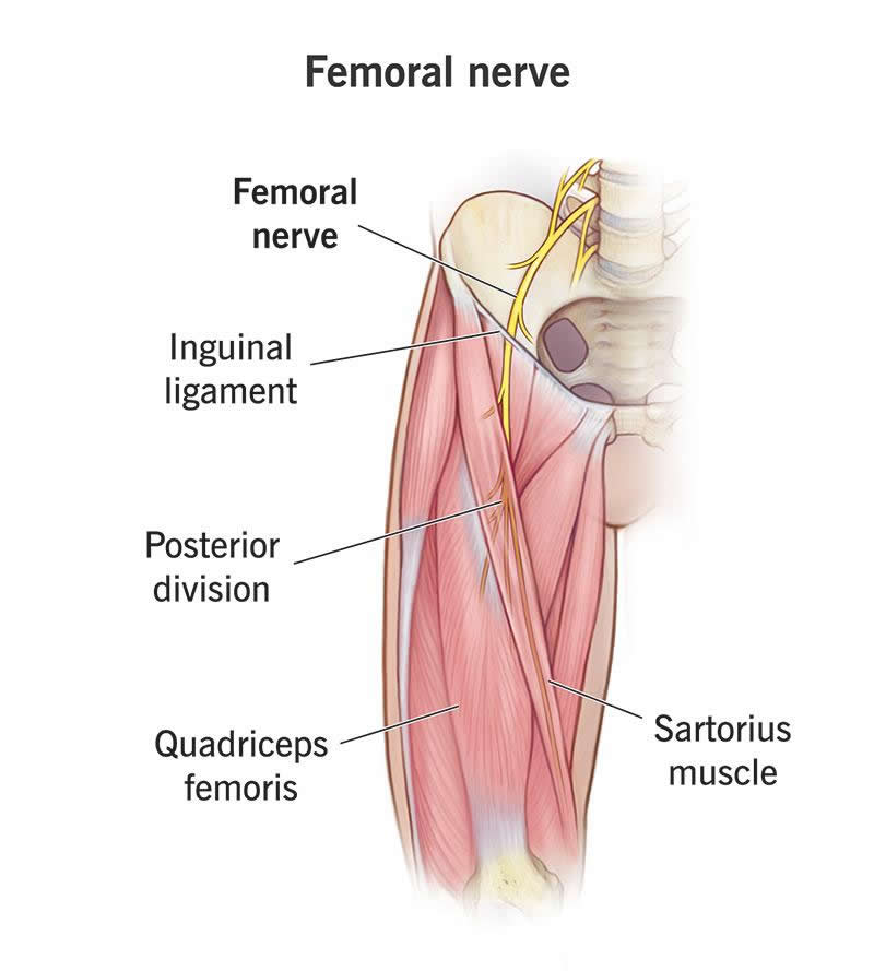 Femoral Nerve What Is It Branches Anatomy Function Wockr Femoral Nerve What Is It Branches Anatomy Function Wockr
